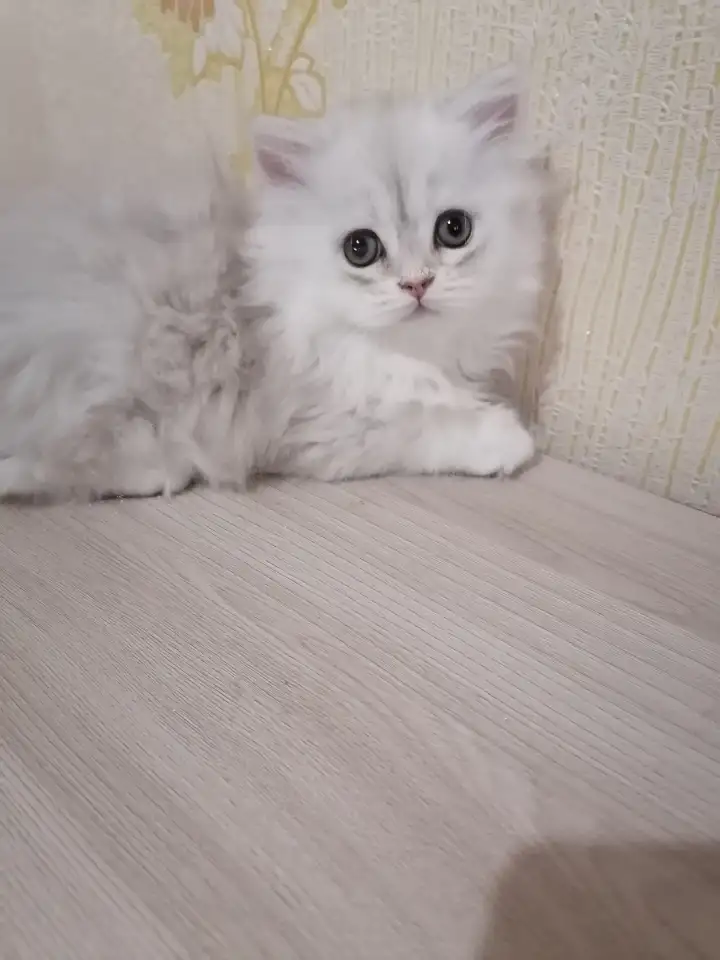 Британская кошечка, фотография 6