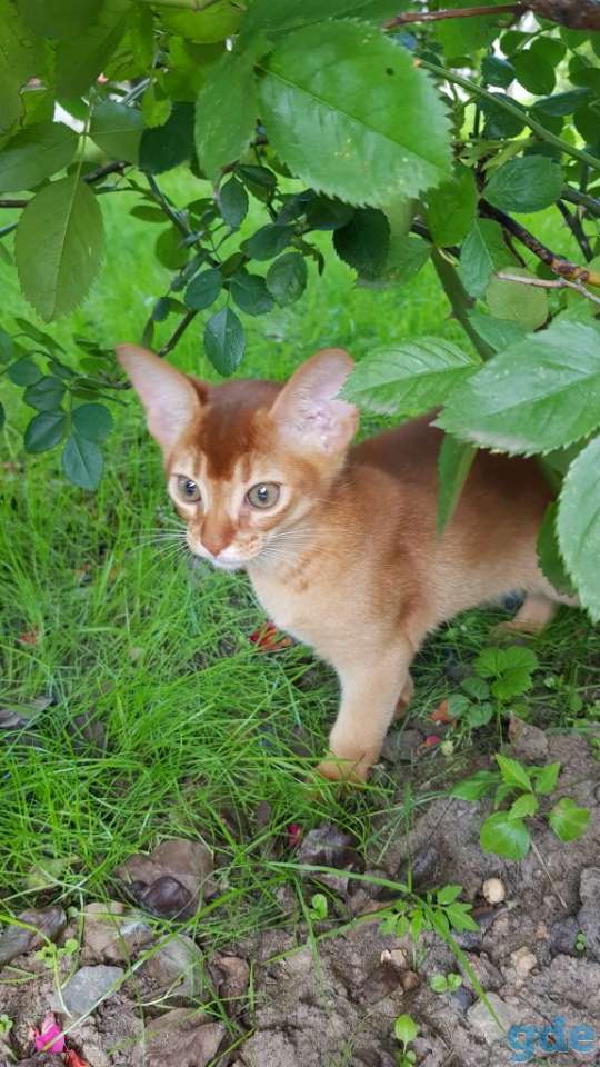 Абиссинские котята, фотография 1