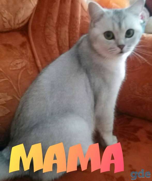 Красивые котята шотландские, фотография 5