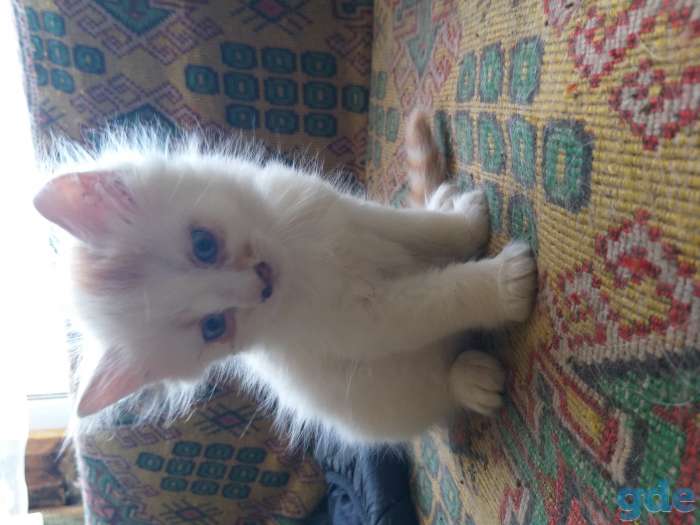 Котята, фотография 2
