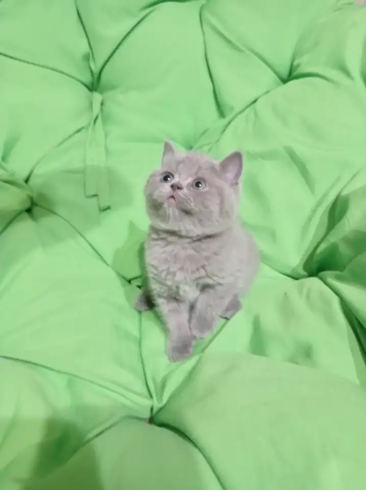 Котята британцы, фотография 2