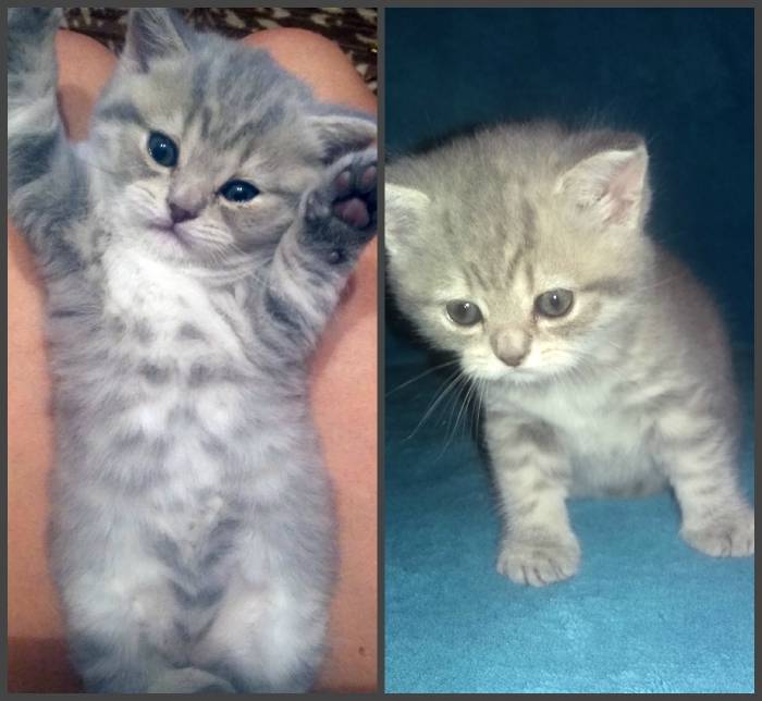 ШОТЛАНДСКИЕ КОТЯТА СРОЧНО!, фотография 2