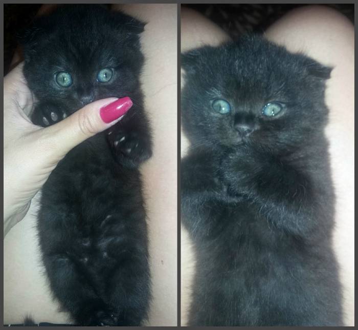 ШОТЛАНДСКИЕ КОТЯТА СРОЧНО!, фотография 3