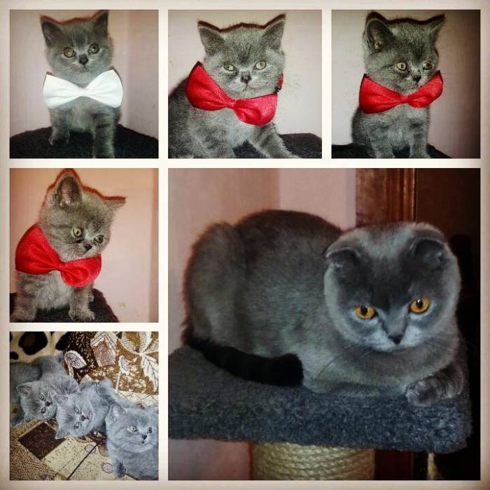 Шотландские котята, фотография 1