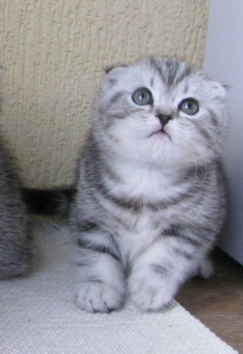 САМЫЙ КРАСИВЫЙ КОТЕНОК, фотография 1