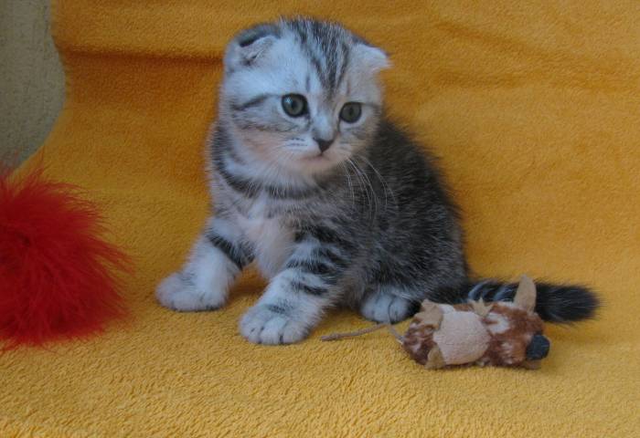 САМЫЙ КРАСИВЫЙ КОТЕНОК, фотография 2
