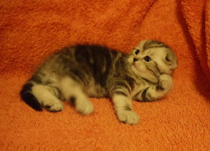 САМЫЙ КРАСИВЫЙ КОТЕНОК, фотография 3