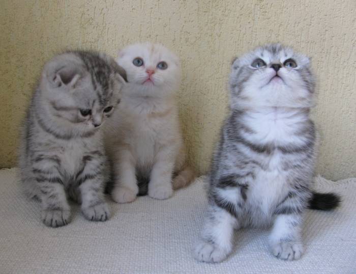 САМЫЙ КРАСИВЫЙ КОТЕНОК, фотография 4