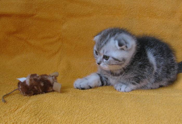 САМЫЙ КРАСИВЫЙ КОТЕНОК, фотография 5