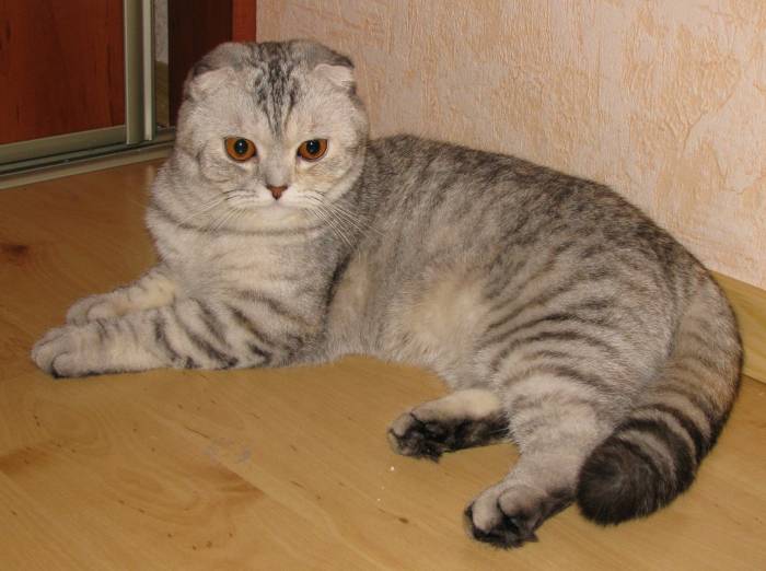 САМЫЙ КРАСИВЫЙ КОТЕНОК, фотография 6