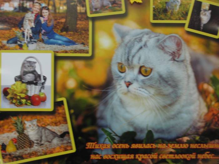 САМЫЙ КРАСИВЫЙ КОТЕНОК, фотография 7
