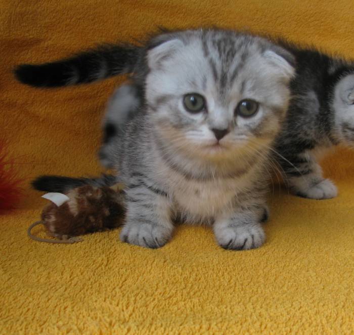 САМЫЙ КРАСИВЫЙ КОТЕНОК, фотография 8