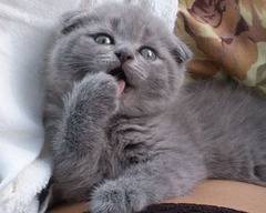 шотландская кошечка, фотография 1