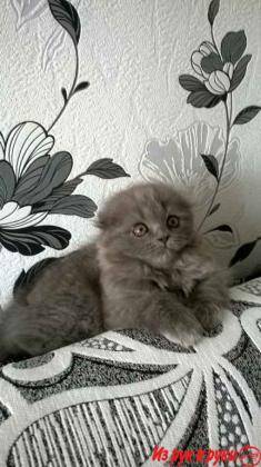 Шотландские вислоухие котята, фотография 1