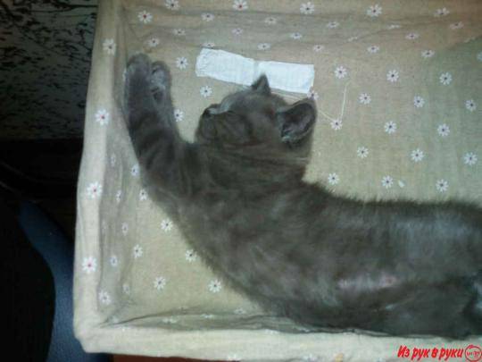 Шотландские вислоухие котята, фотография 2