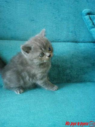 Шотландские вислоухие котята, фотография 3