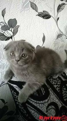 Шотландские вислоухие котята, фотография 4