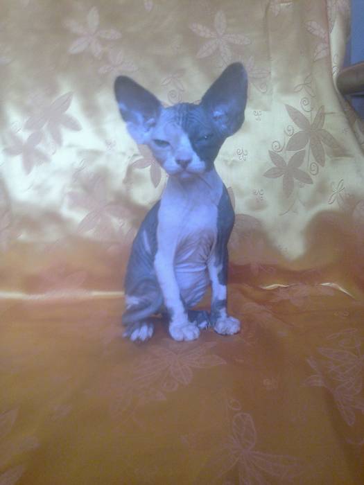 котята канадского сфинкса, фотография 2