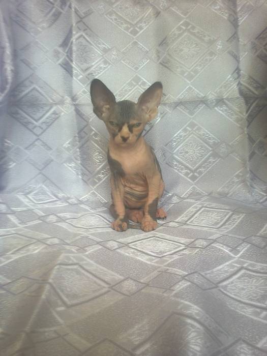 котята канадского сфинкса, фотография 5