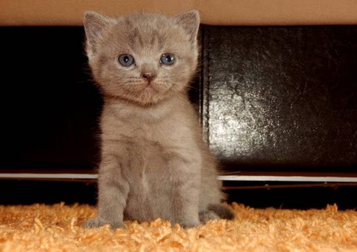 красивые британские котята, фотография 2