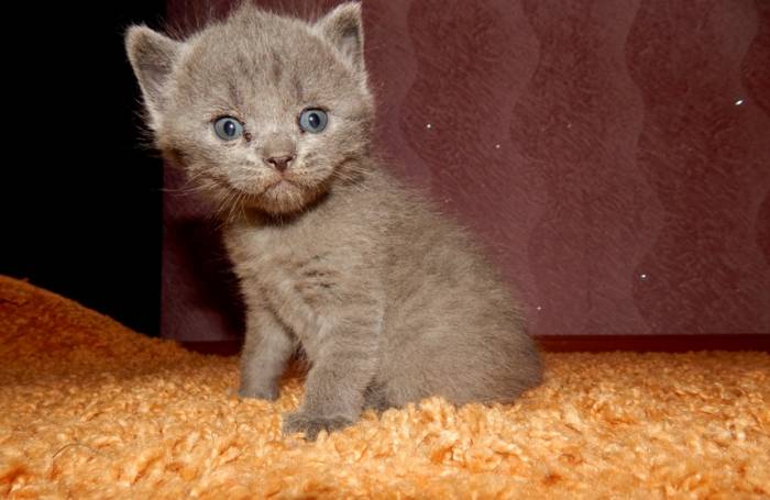 красивые британские котята, фотография 3