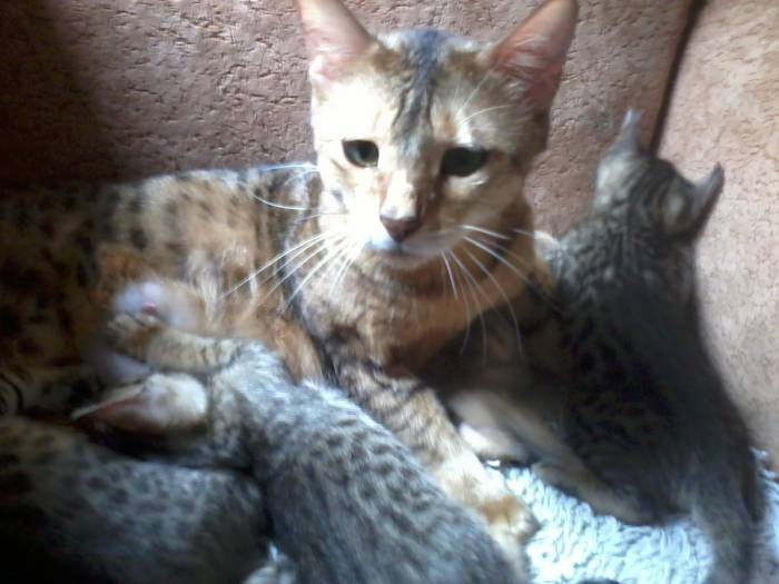 Шикарные котята от чемпиона породы, фотография 3