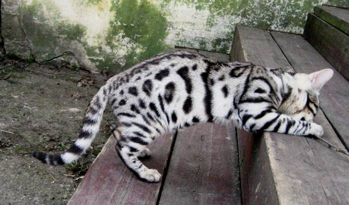 Шикарные котята от чемпиона породы, фотография 6