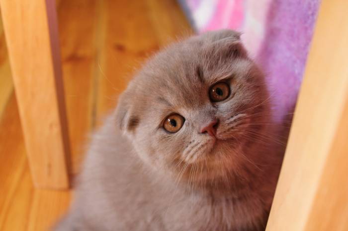 Продаются шотландские котята!, фотография 3