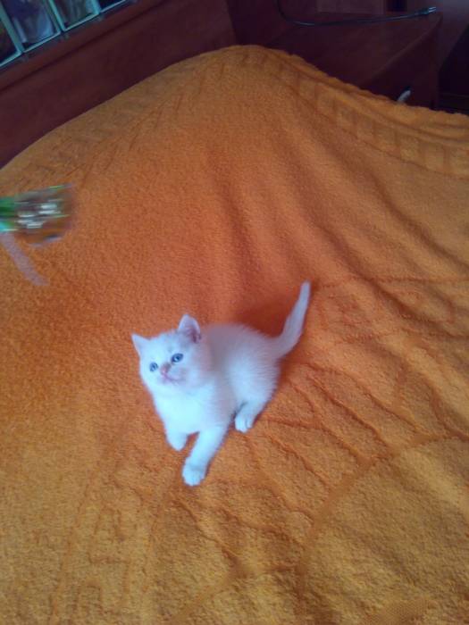 Чистокровные шотландские котята редких окрасов, фотография 3