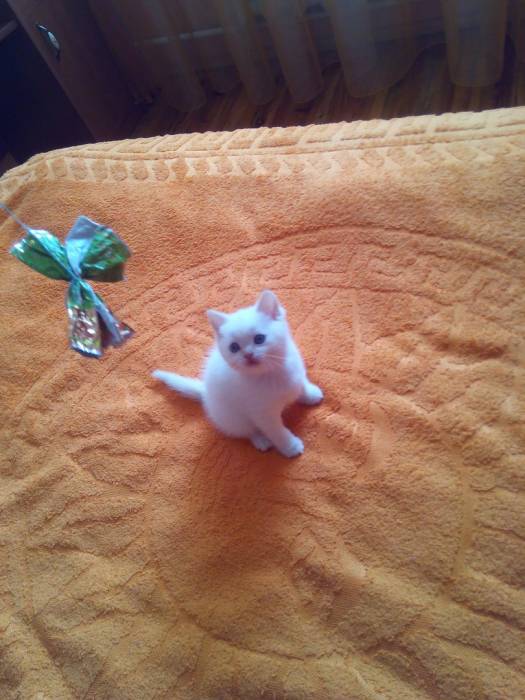 Чистокровные шотландские котята редких окрасов, фотография 4