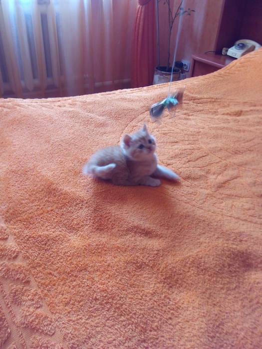 Чистокровные шотландские котята редких окрасов, фотография 6