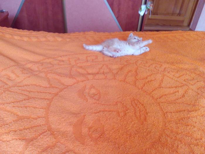 Чистокровные шотландские котята редких окрасов, фотография 8