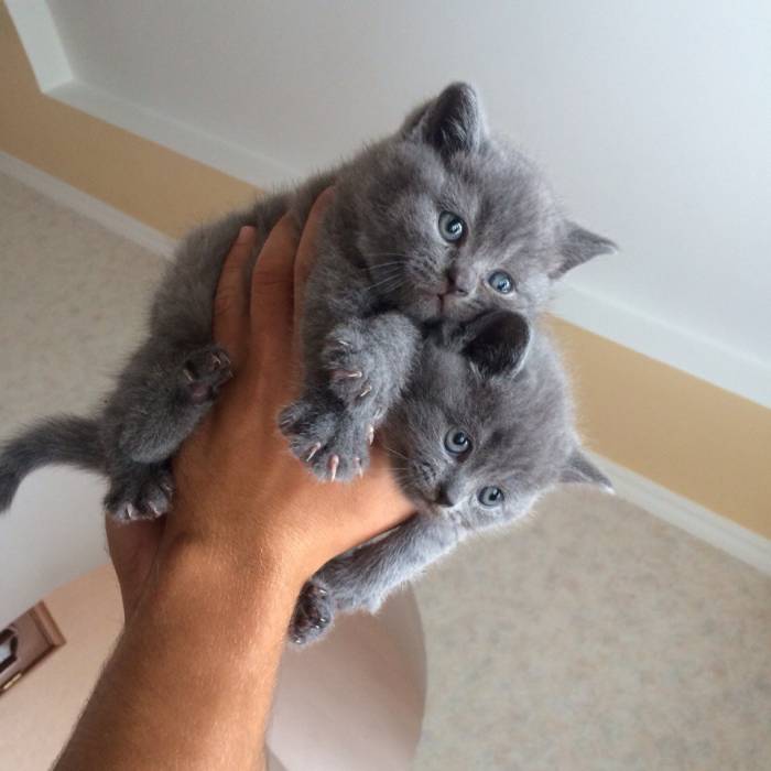 Чистокровные Британские котята, фотография 2