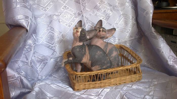 котята канадского сфинкса, фотография 1