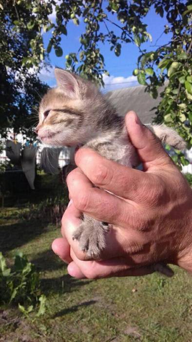 Очень умные котята в дар, фотография 2