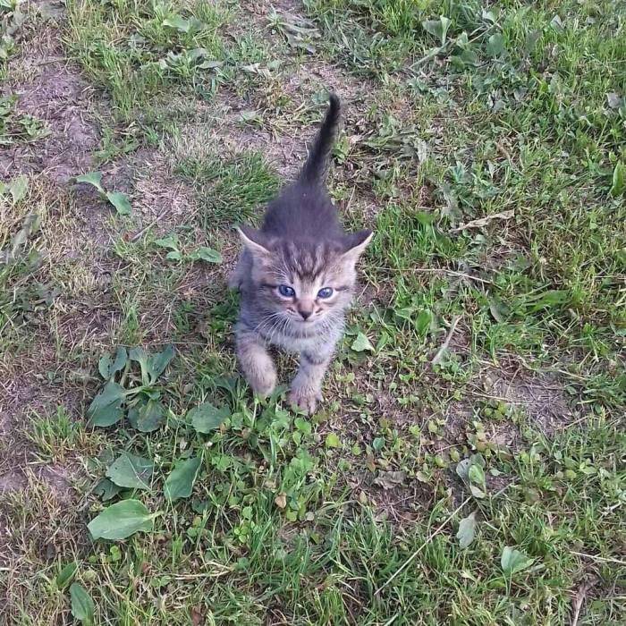 Очень умные котята в дар, фотография 4