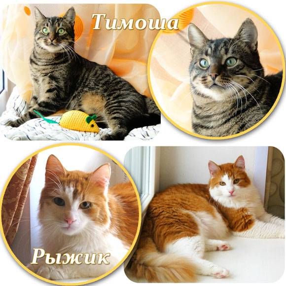 Тимоша и Рыжик-котики редкой красоты, фотография 1