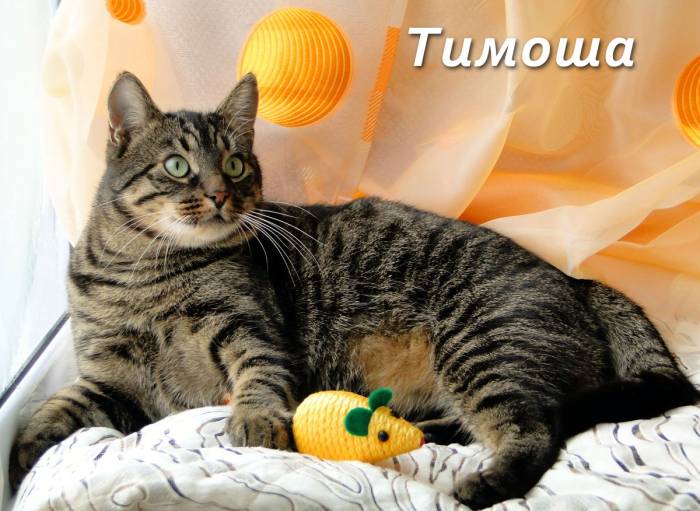 Тимоша и Рыжик-котики редкой красоты, фотография 2