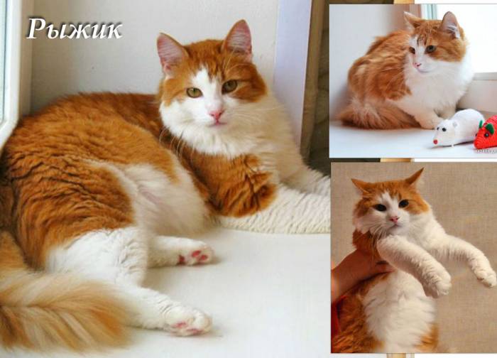 Тимоша и Рыжик-котики редкой красоты, фотография 7
