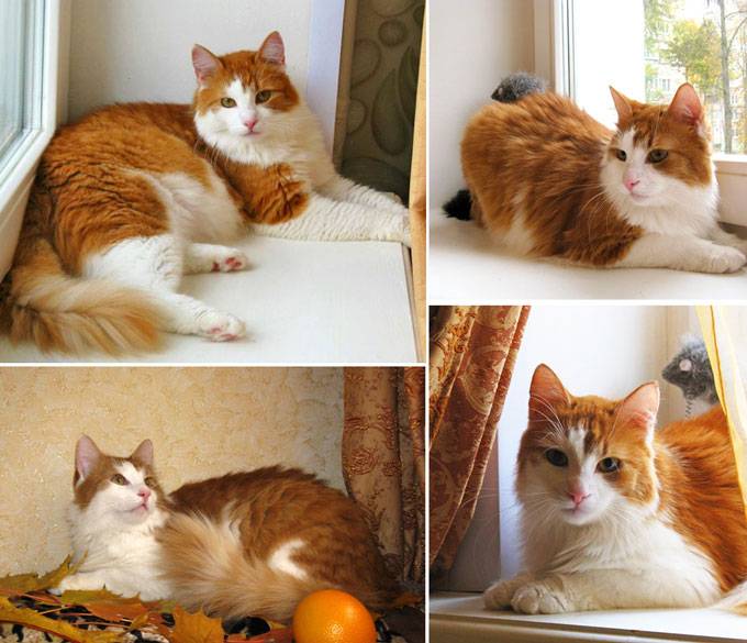 Тимоша и Рыжик-котики редкой красоты, фотография 10