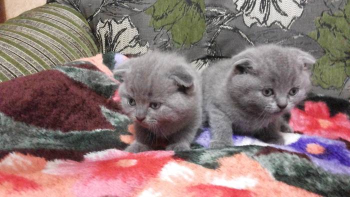 Шотландские котята, фотография 1
