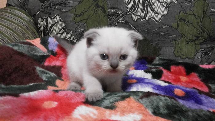 Шотландские котята, фотография 2
