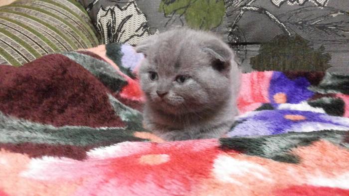 Шотландские котята, фотография 4