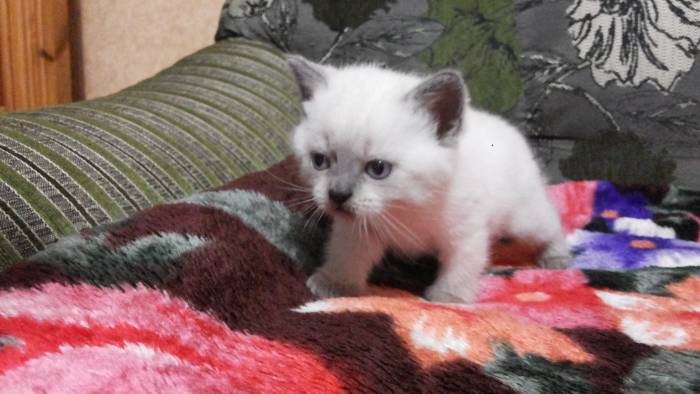 Шотландские котята, фотография 5