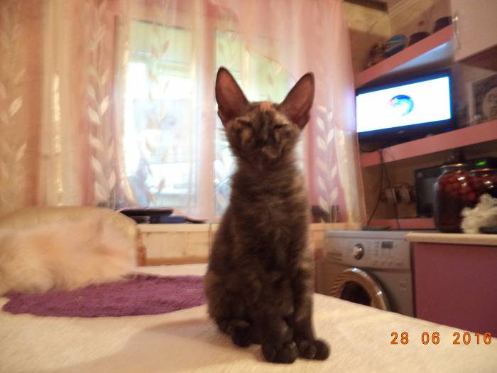 Донские котята, фотография 5