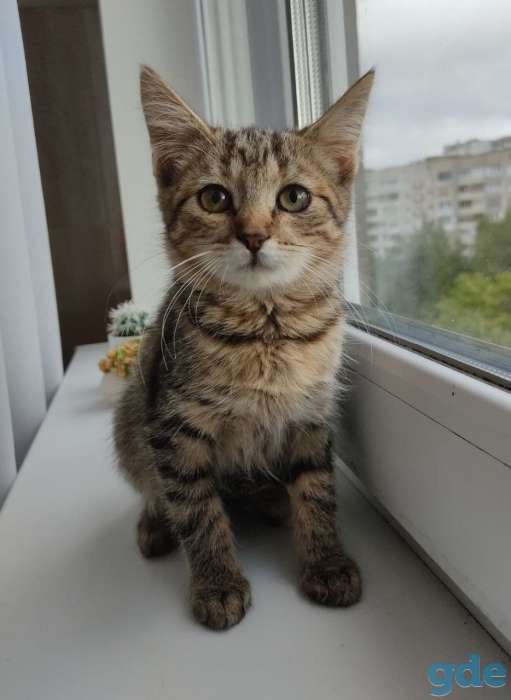 Котята (девочки) в добрые руки, фотография 1