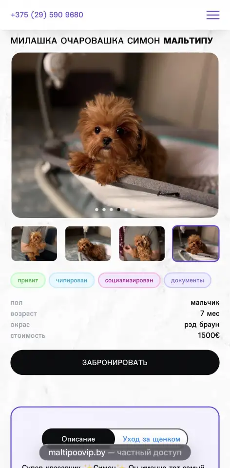 Мальтипу мини и микро пушон той пудель, фотография 7