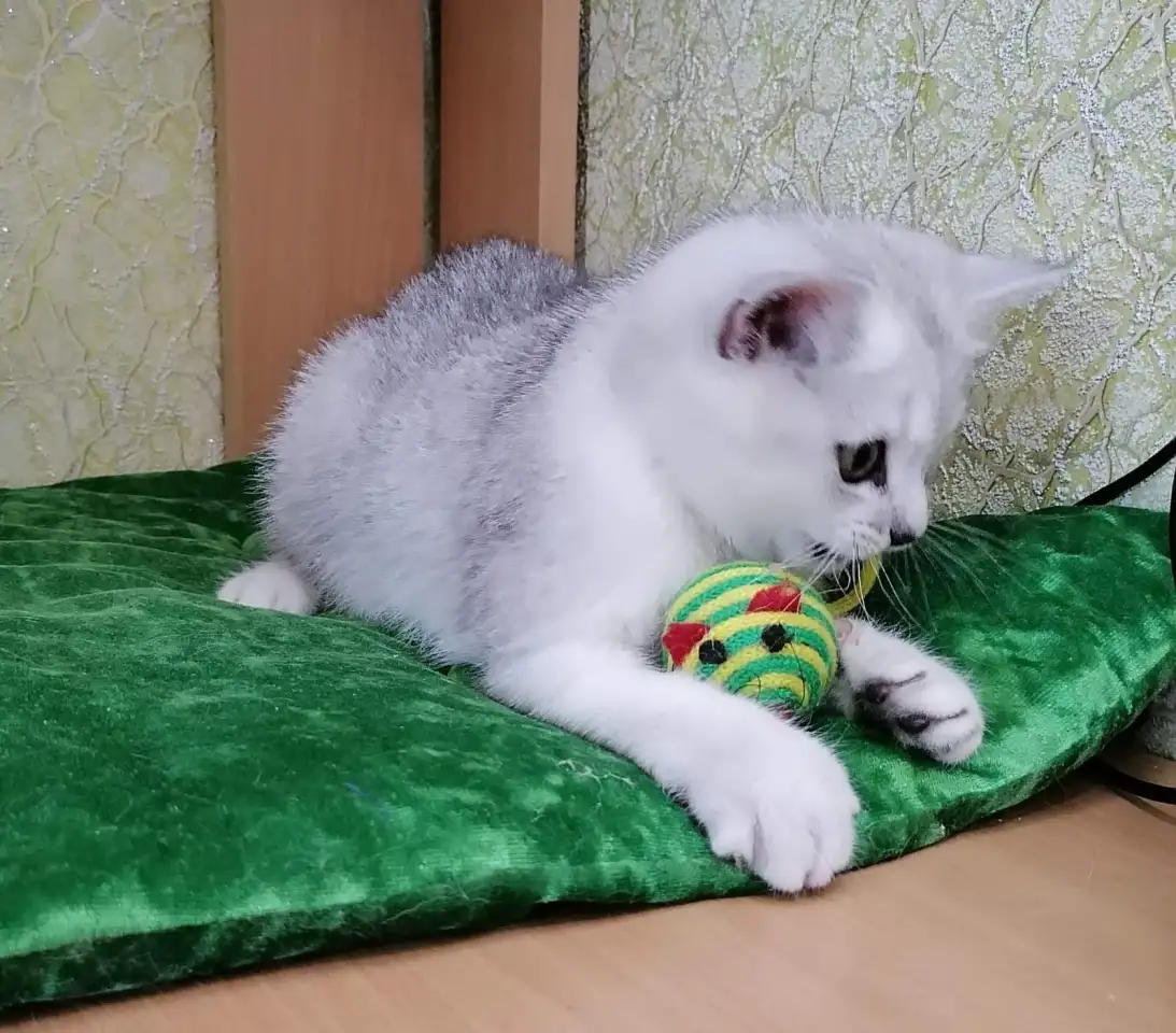 Британские серебристые котята, фотография 3