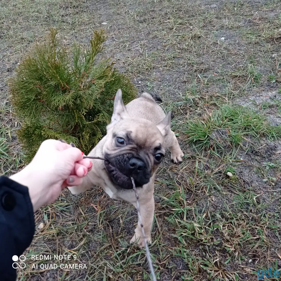 Продам собаку, фотография 4