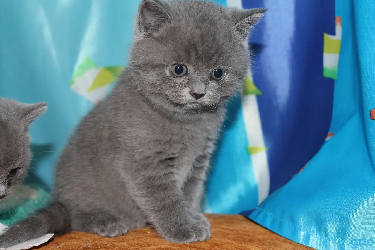 Британские котята, фотография 2